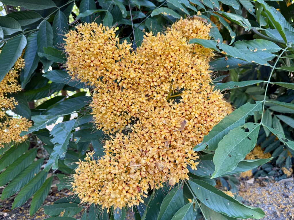 อโศกเหลือง