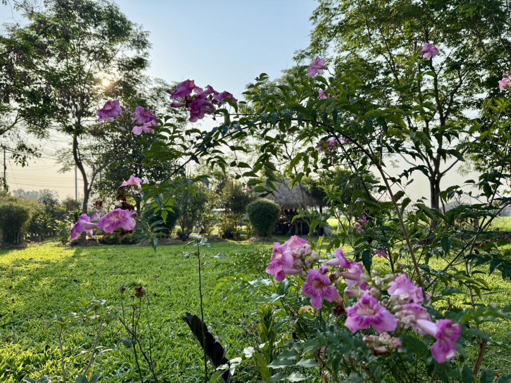 สวนผมในหน้าร้อน