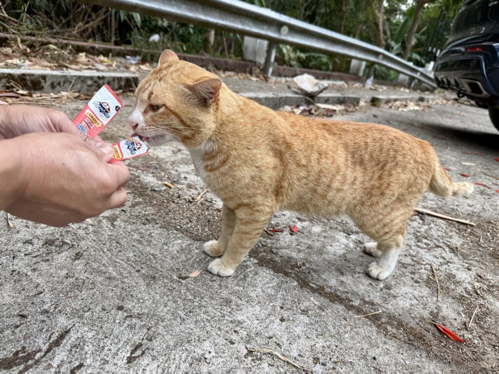 ให้อาหารแมว