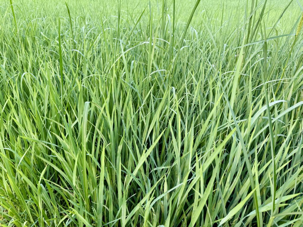 ต้นข้าวในนา