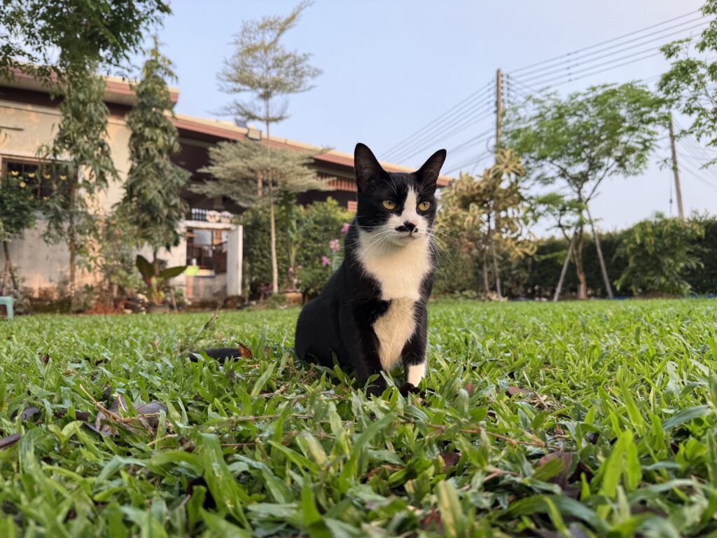 เจ้าหลง แมวจอมป่วน