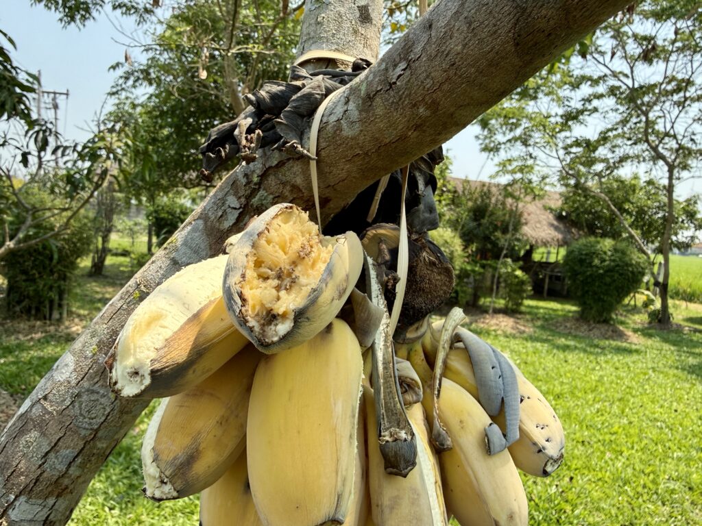 กล้วยน้ำว้าให้นกในสวน