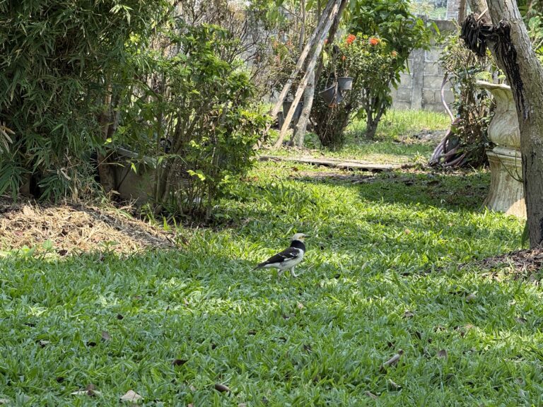 วันที่ผมนั่งดูนก…แล้วเข้าใจชีวิตมากขึ้น