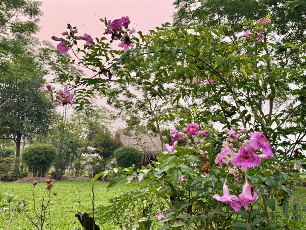 ดอกไม้ในสวนวันฝุ่นควัน