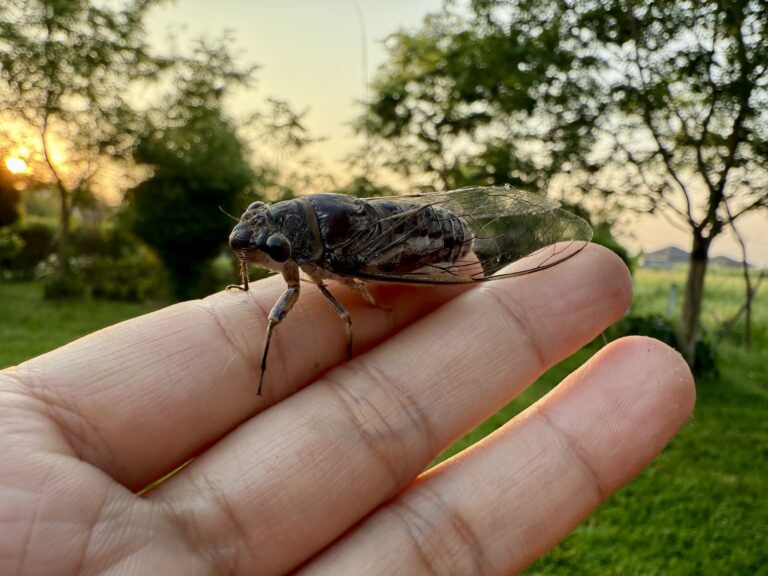 จักจั่น