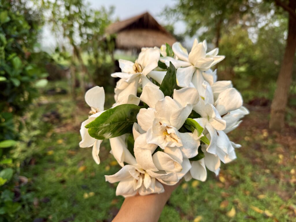 ดอกพุดซ้อนในสวน