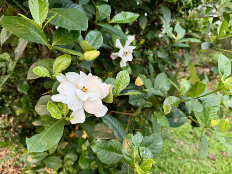 สวัสดีวันสงกรานต์