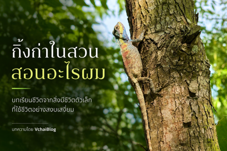 กิ้งก่าในสวน