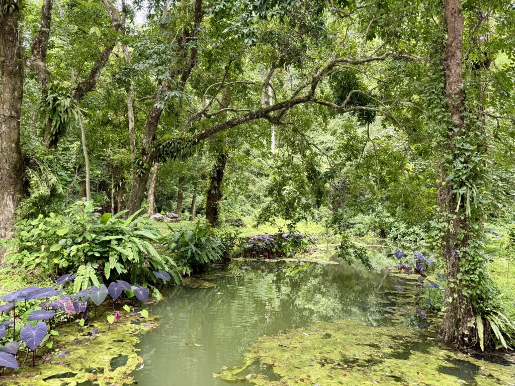สระน้ำกลางป่าธรรมชาติในอุทยานแห่งชาติขุนน้ำนางนอน
