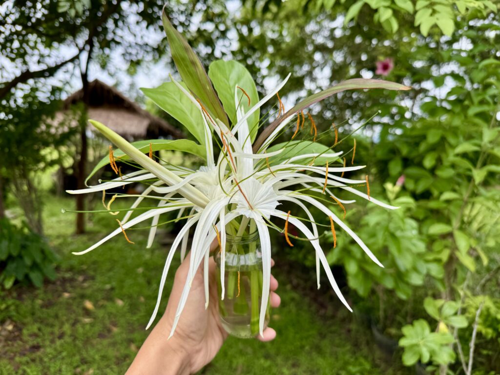 ดอกพลับพลึงสีขาวในขวดแก้ว ท่ามกลางสวนสีเขียวในวันครึ้มฝน ดอกพลับพลึงสีขาวในขวดแก้ว ท่ามกลางสวนสีเขียวในวันครึ้มฝน