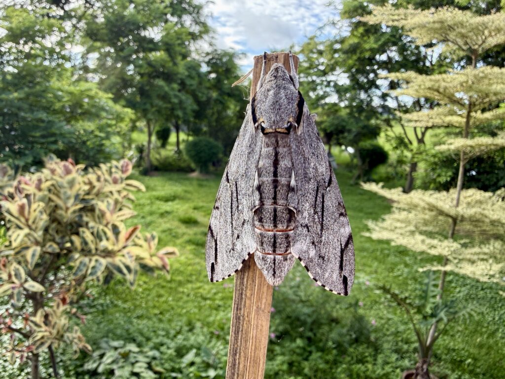 ผีเสื้อราตรี ผู้โดดเดี่ยว