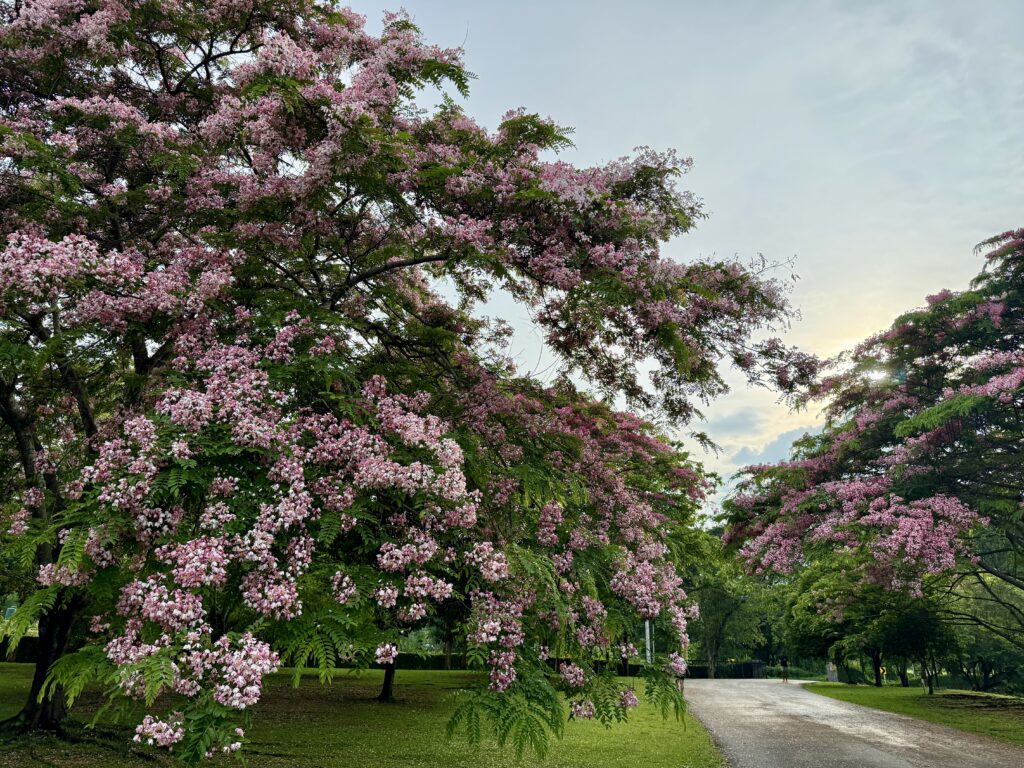 ต้นชัยพฤกษ์สีชมพูริมทางเดินในสวนหลังฝนตก บรรยากาศสงบแบบ slow living
