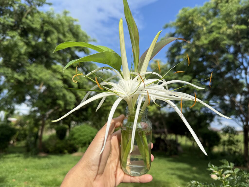 ดอกพลับพลึงในขวดแก้ว ภาพถ่ายโดย VchaiBlog ดอกพลับพลึงในขวดแก้ว ภาพถ่ายโดย VchaiBlog