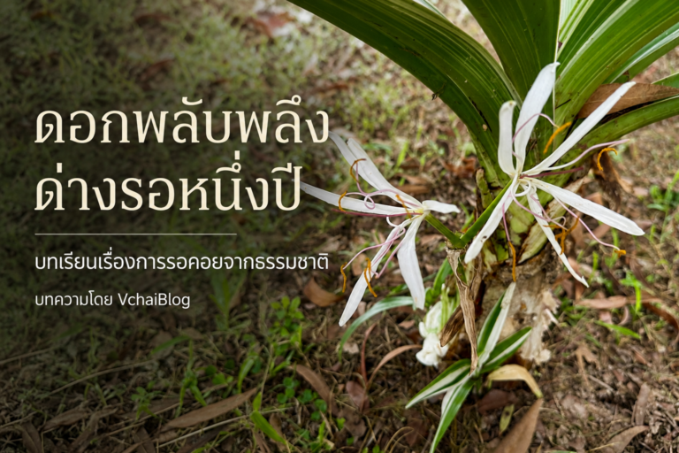 ดอกพลับพลึงด่างรอหนึ่งปี บทเรียนเรื่องการรอคอยจากธรรมชาติ