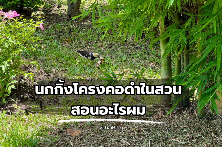 บันทึกในสวน นกกิ้งโครงคอดำ