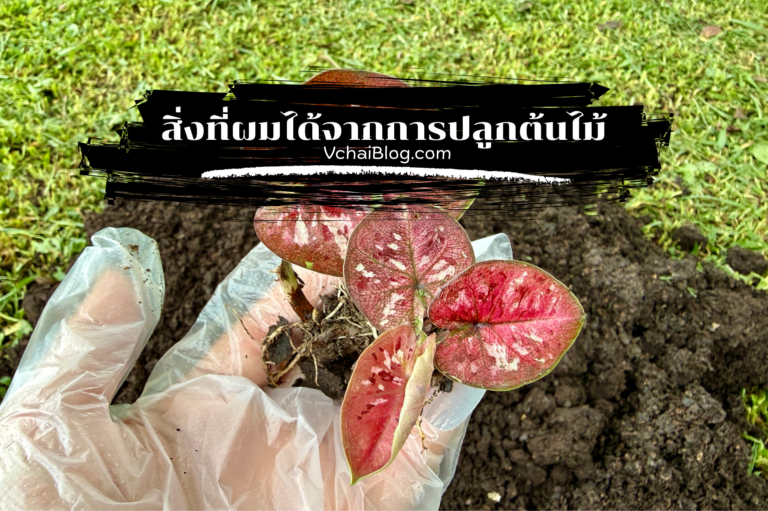 สิ่งที่ผมได้จากการปลูกต้นไม้ VchaiBlog