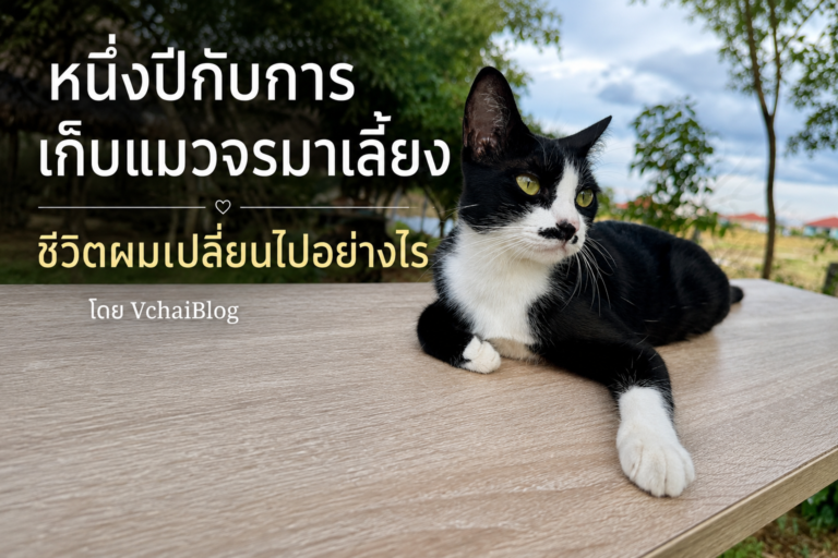 หนึ่งปีกับการเก็บแมวจรมาเลี้ยง ชีวิตผมเปลี่ยนไปอย่างไร