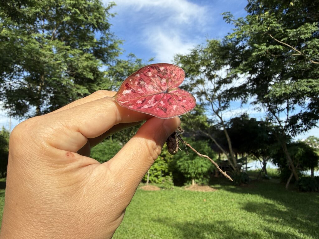 บอนสีธาตุบางแก้ว