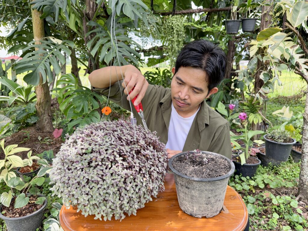 VchaiBlog กำลังตัดกิ่งริบบิ้นชาลี ปลูกใส่กระถาง