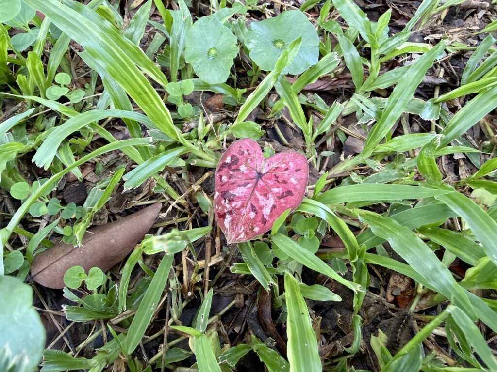 บอนสีธาตุบางแก้ว