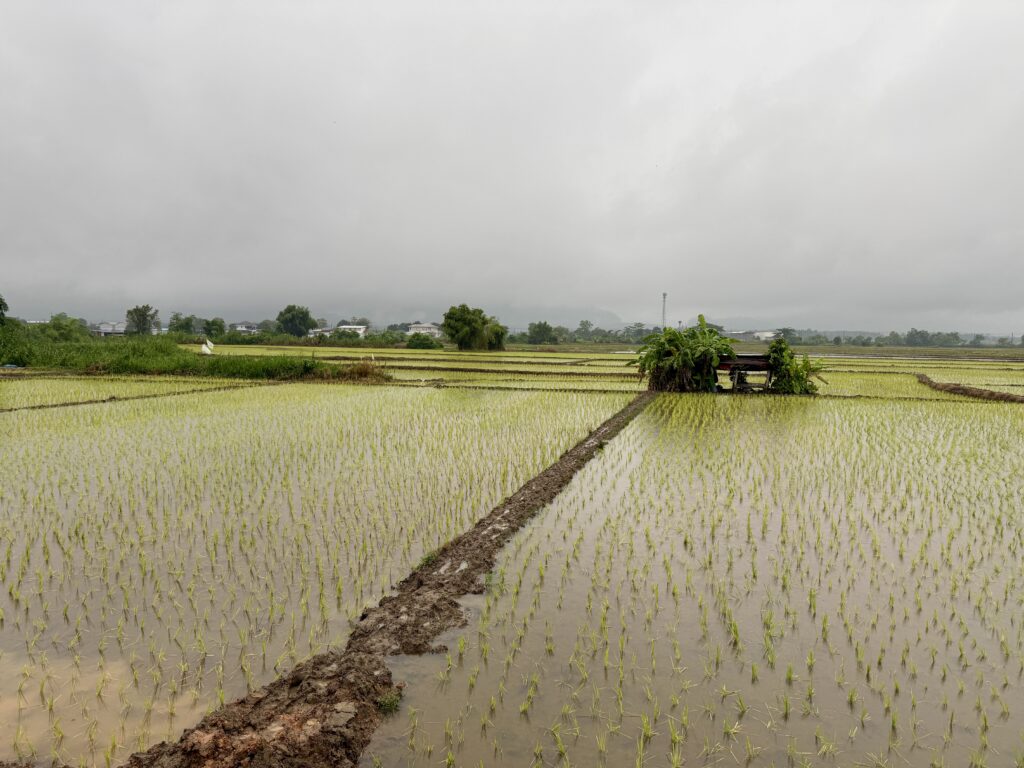 ท้องนาหน้าฝนหลังปักดำข้าวใหม่ มีคันนาดินทอดผ่านกลางนา