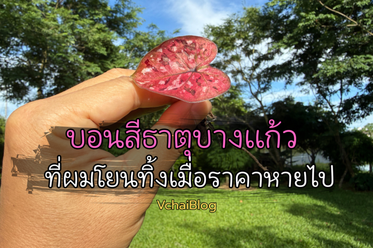 บอนสี-ธาตุบางแก้ว-ที่ผมโยนทิ้ง