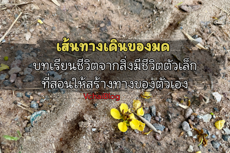 เส้นทางเดินของมด บทเรียนชีวิตจากสิ่งมีชีวิตตัวเล็ก ที่สอนให้สร้างทางของตัวเอง