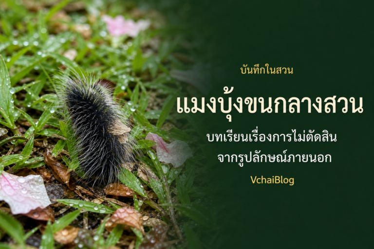 แมงบุ้งขนกลางสวน บทเรียนเรื่องการไม่ตัดสินจากภายนอก