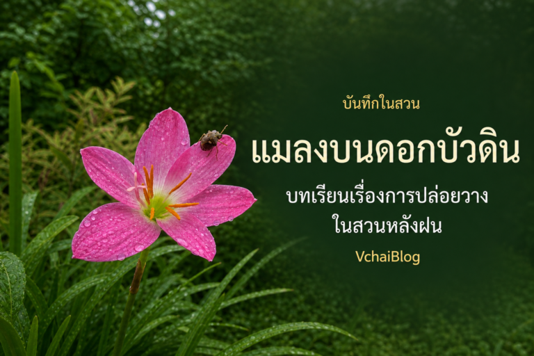 แมลงบนดอกบัวดิน