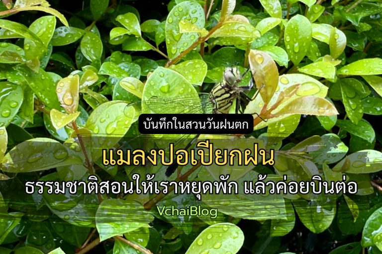 แมลงปอเปียกฝน ธรรมชาติสอนให้เราหยุดพัก แล้วค่อยบินต่อ